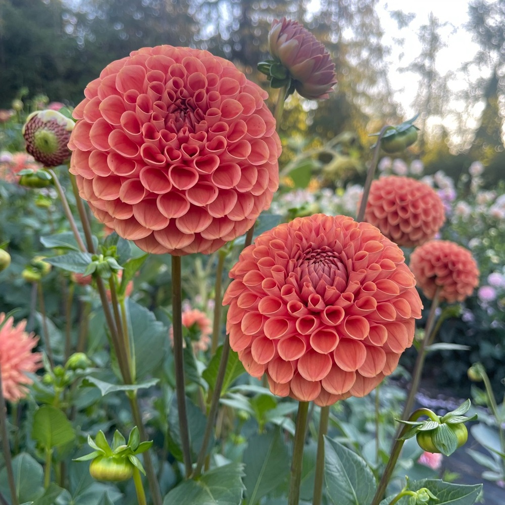 Cornel Bronze Dahlia Tuber